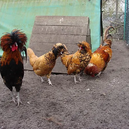 Çiftlik konaklama Ania I Filip