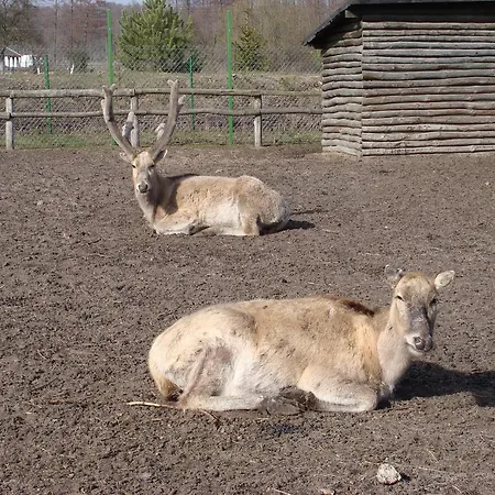 Ania I Filip Çiftlik konaklama Izabelin (Kramsk)