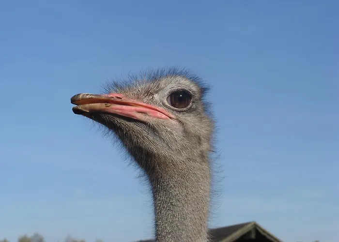 Farm stay Gospodarstwo Agroturystyczne Ania I Filip