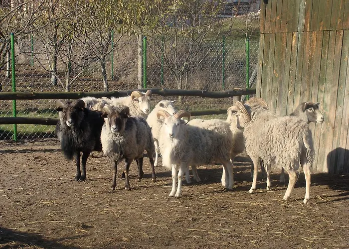 Gospodarstwo Agroturystyczne Ania I Filip Farm stay Izabelin (Kramsk)