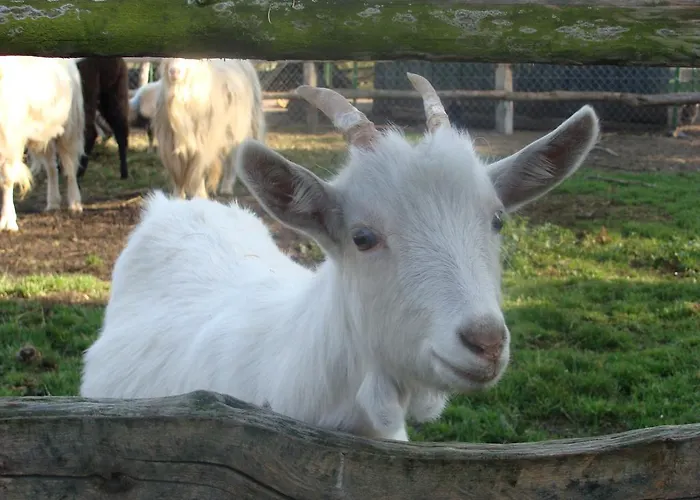 Gospodarstwo Agroturystyczne Ania I Filip *