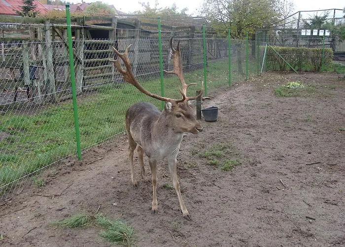 Séjour à la ferme Ania I Filip Izabelin (Kramsk)