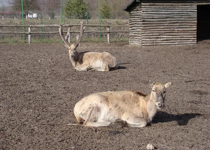 Gospodarstwo Agroturystyczne Ania I Filip Farm stay Izabelin (Kramsk)