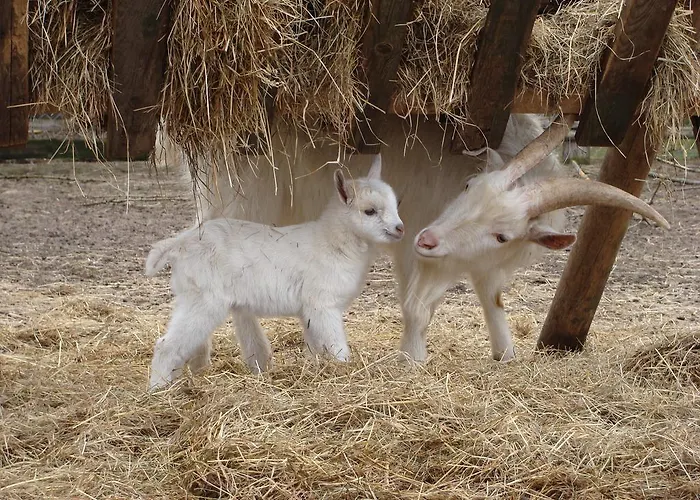 Gospodarstwo Agroturystyczne Ania I Filip *